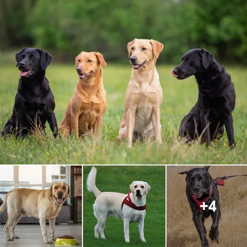 Intelligence Unleashed: Decoding the Brilliance of Labradors