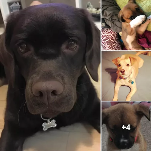 “Adorable Mini Labradors: A Must-See Collection of Cuteness”